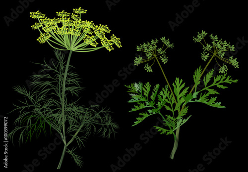 green dill and celery isolated on black