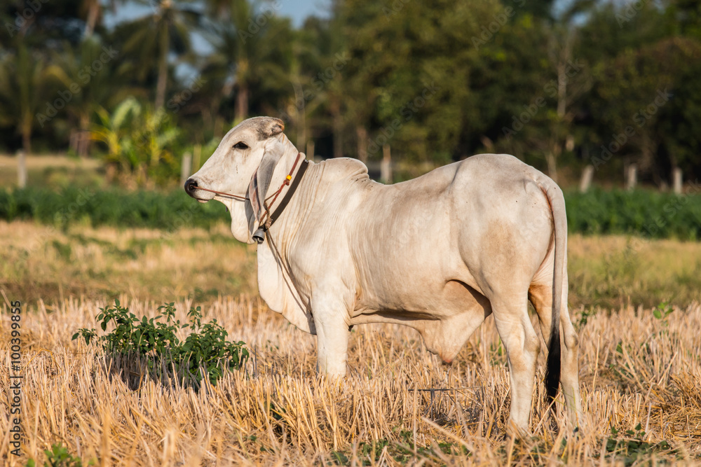 The white bull The white bull
