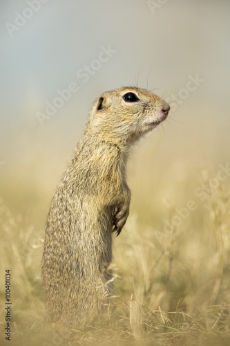 European Ground Squirrel © hitman1234