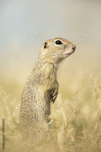European Ground Squirrel © hitman1234
