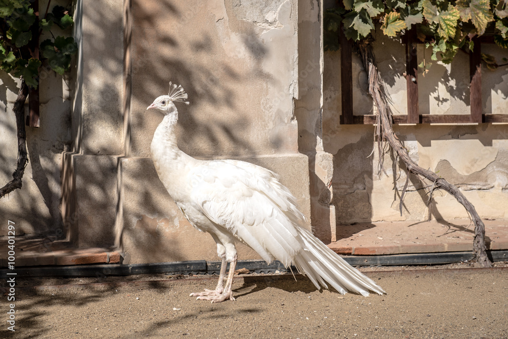 Fototapeta premium white peacock in the park