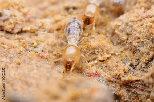 termite © goopholidon