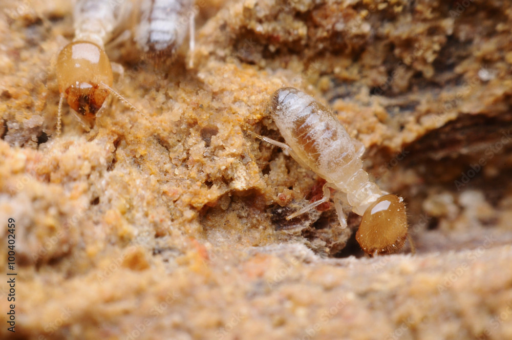 termite termite