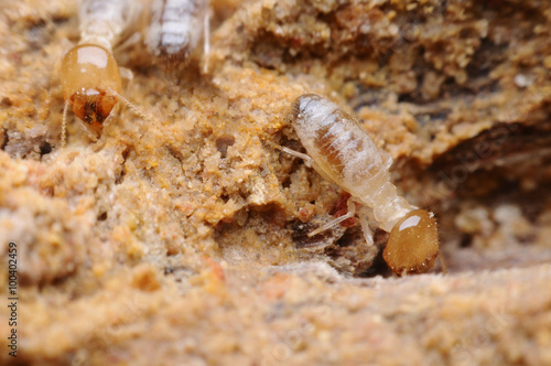 termite