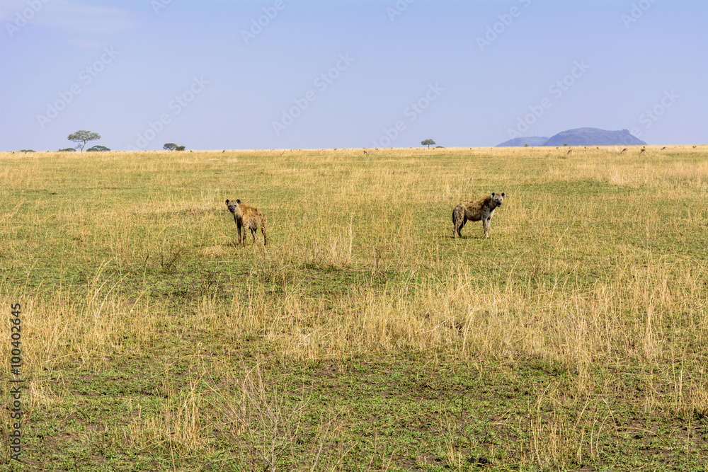Naklejka premium タンザニアのセレンゲティ国立公園