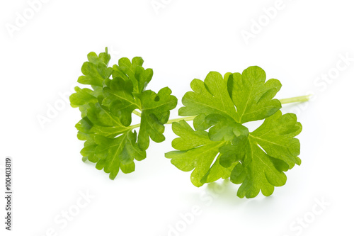 Parsley on the white background.