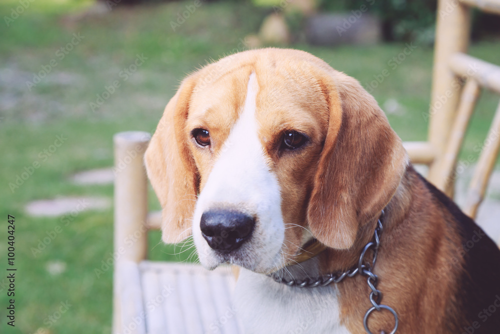 nice beagle dog boy looking