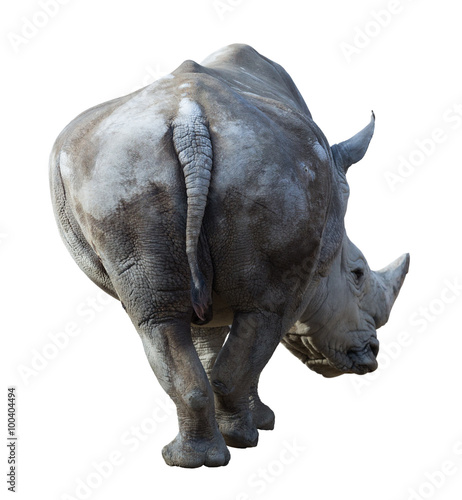 white rhinoceros  Camelus bactrianus  over white background 