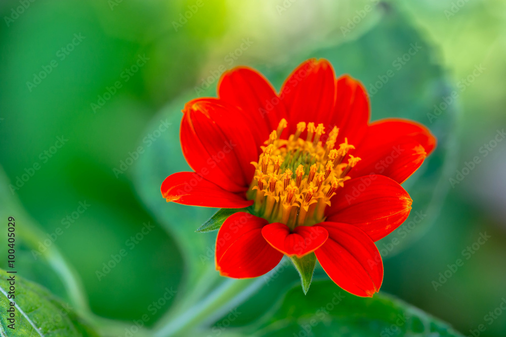 closeup of red Zinnia flower closeup of red Zinnia flower