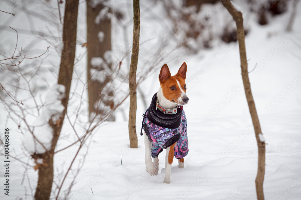Little dog basenji walks in a snowy forest. Winter Little dog basenji walks in a snowy forest. Winter