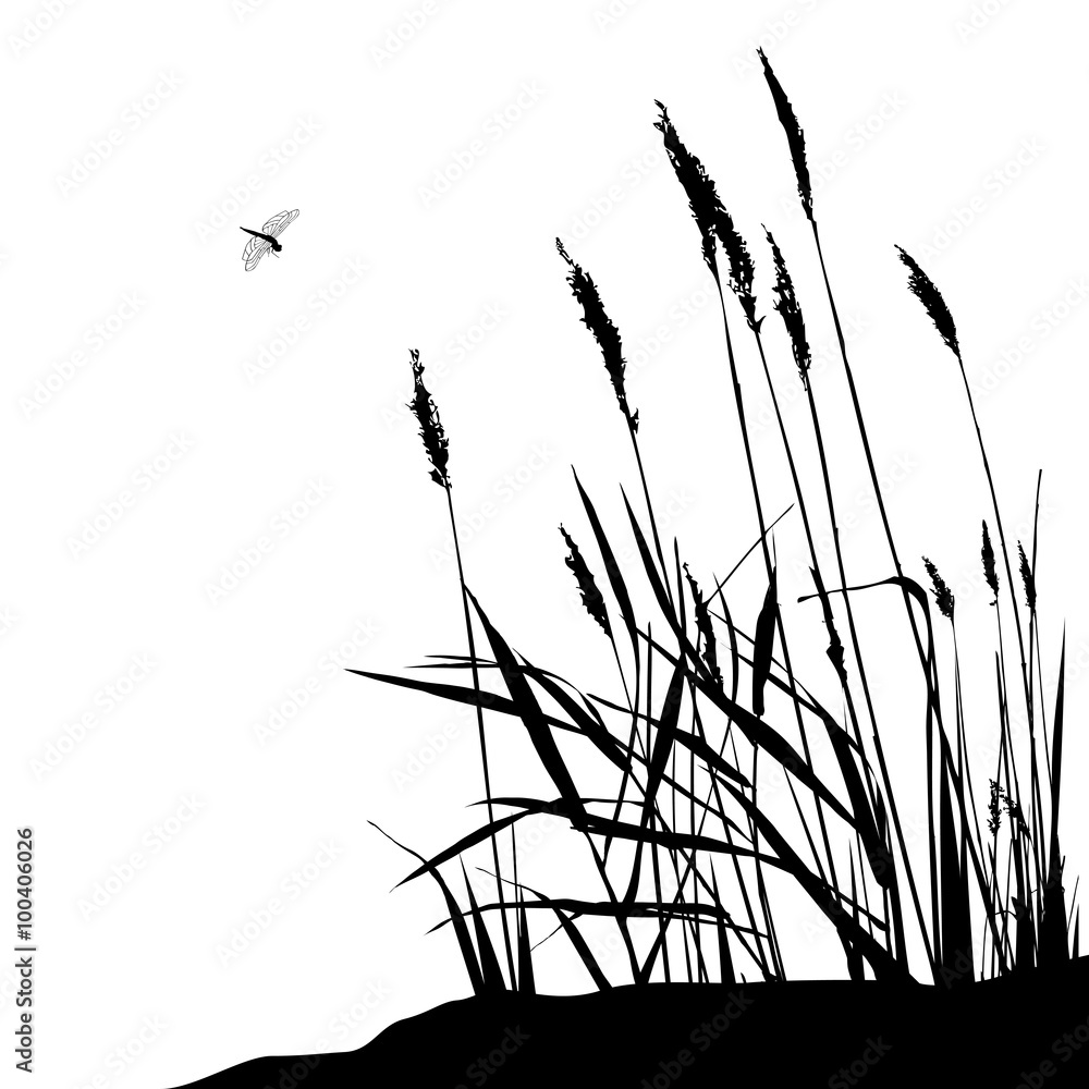 Reed and flying dragonfly - vector illustration, black and white - obrazy, fototapety, plakaty 