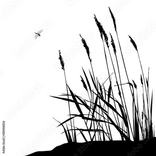 Reed and flying dragonfly - vector illustration, black and white