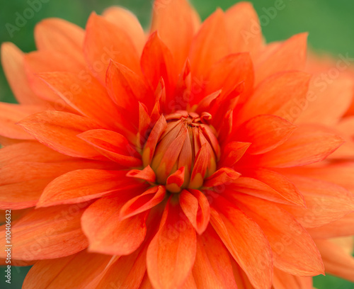 Orange flower dahlia