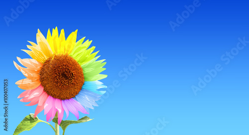 Sunflower with petals  painted in different colors