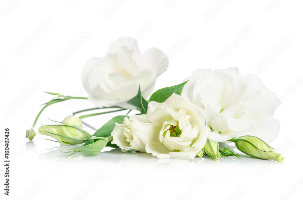 Beautiful white eustoma flowers isolated on white background