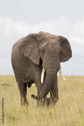 African elephant in savanna © Ana Gram