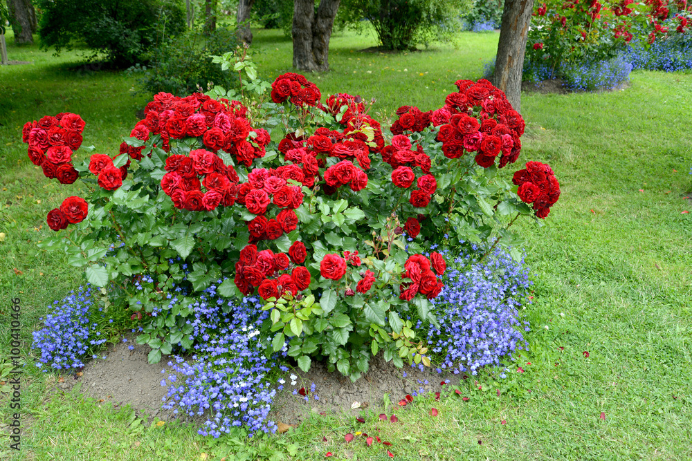 The blossoming red park rose and blue lobelias. A flower bed in - obrazy, fototapety, plakaty 