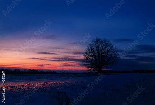 Lonely tree in field at sunset in winter © ryrola