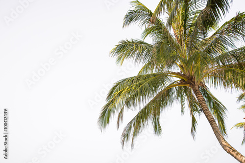 coconut leaf on white background