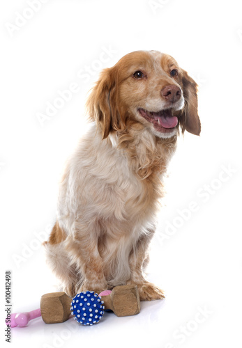 female Brittany Spaniel