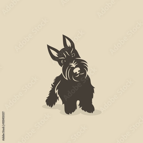 Scottish terrier