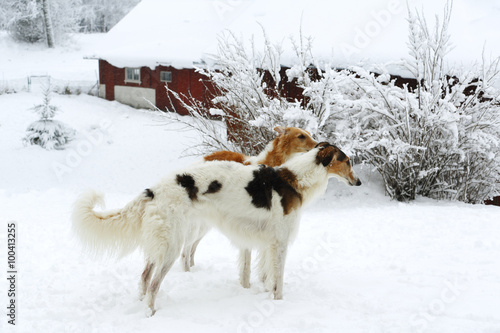 Valokuva Russian Borzoi hounds in snowy winter
