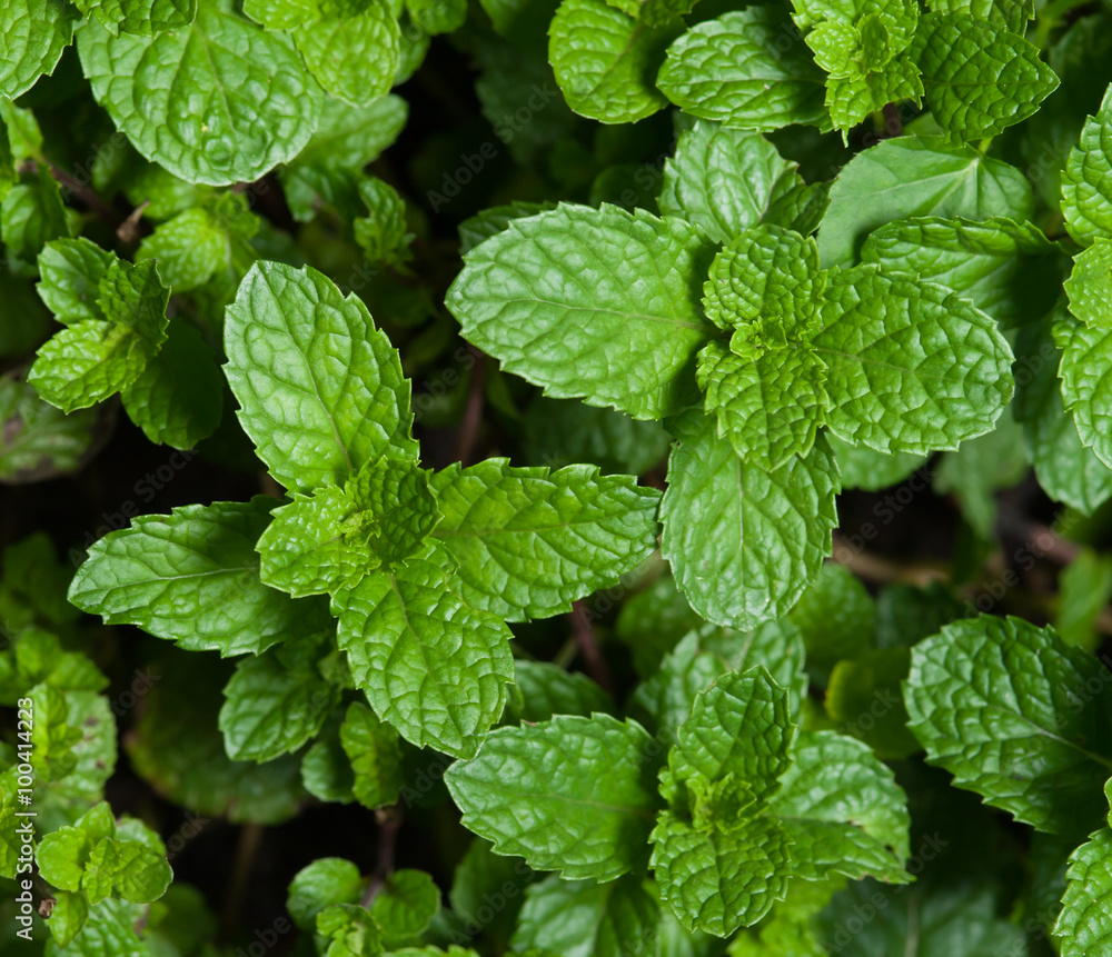 mint plant grown at vegetable garden mint plant grown at vegetable garden