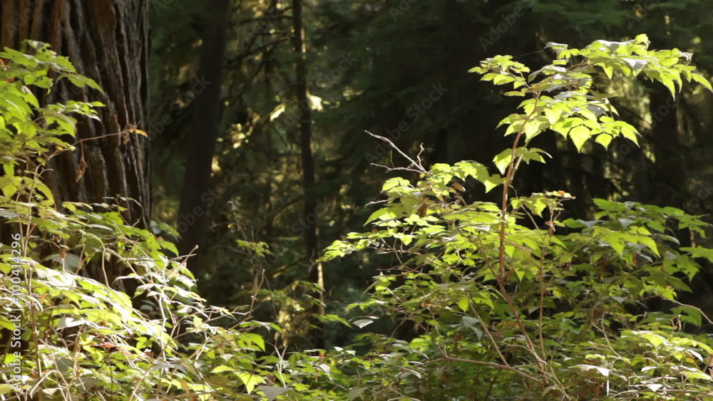 Forest plants catching sunlight Forest plants catching sunlight