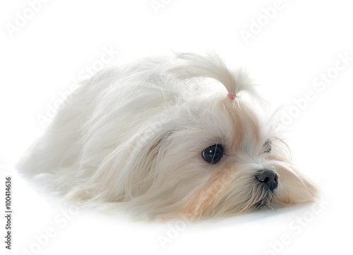 young maltese dog