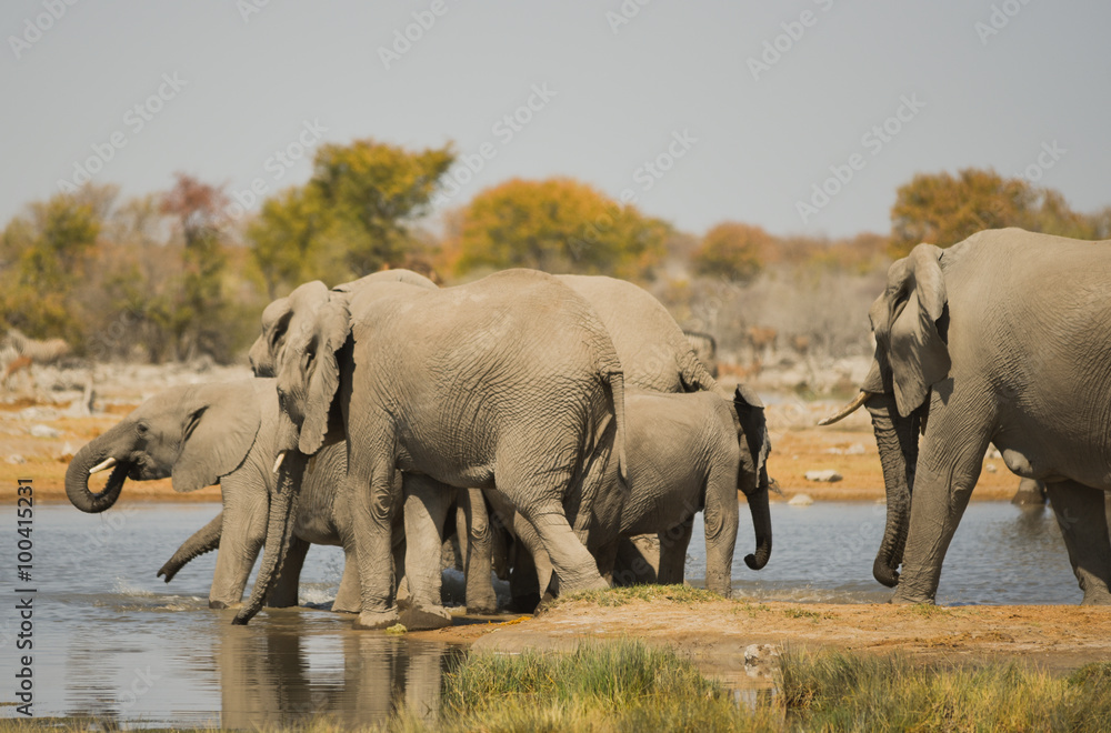 Fototapeta premium Elefantenherde