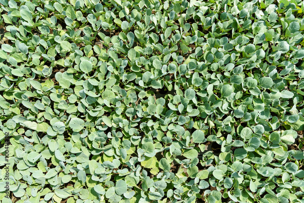 Fresh Organic Salad Culture On Agricultural Field Fresh Organic Salad Culture On Agricultural Field