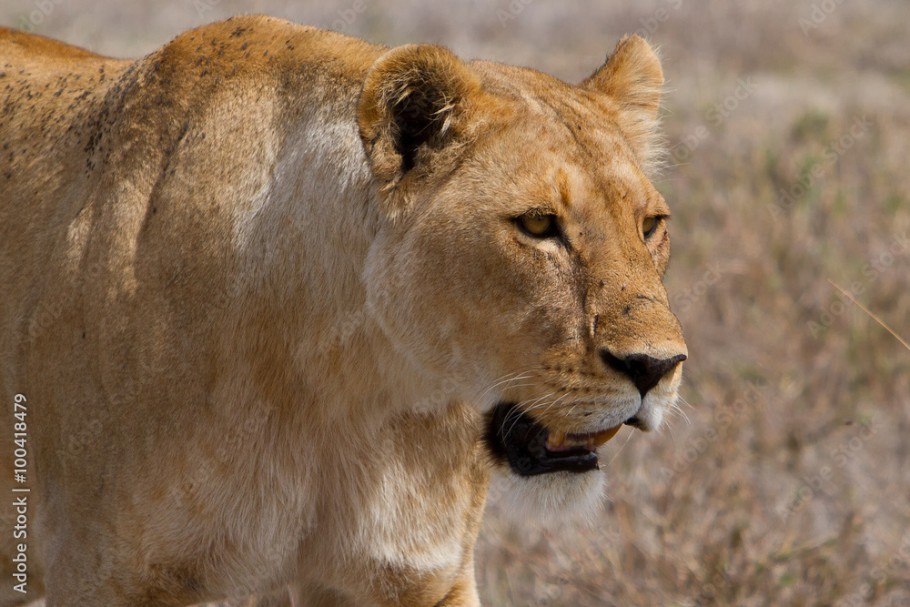 Obraz premium Lioness after a hunt
