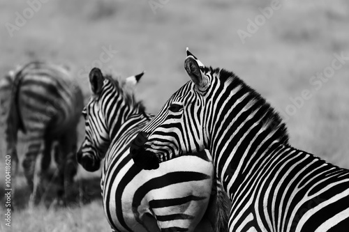 Zebra Herd