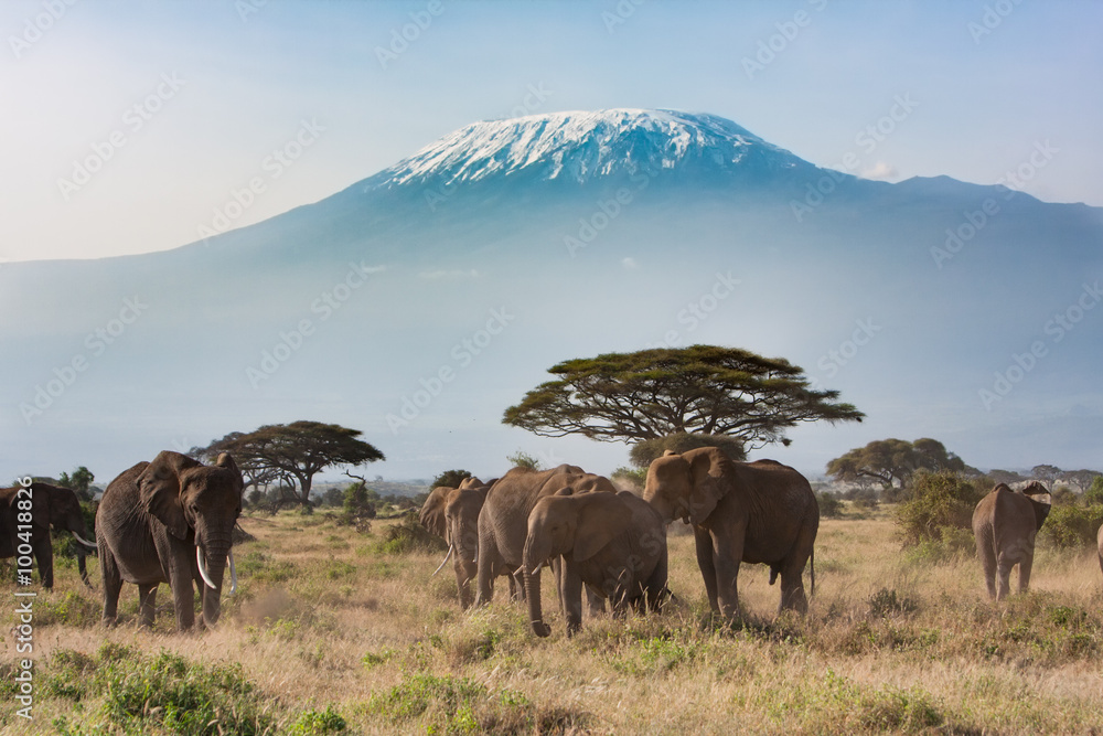 Naklejka premium Równiny Afryki na Mt. Kilimandżaro