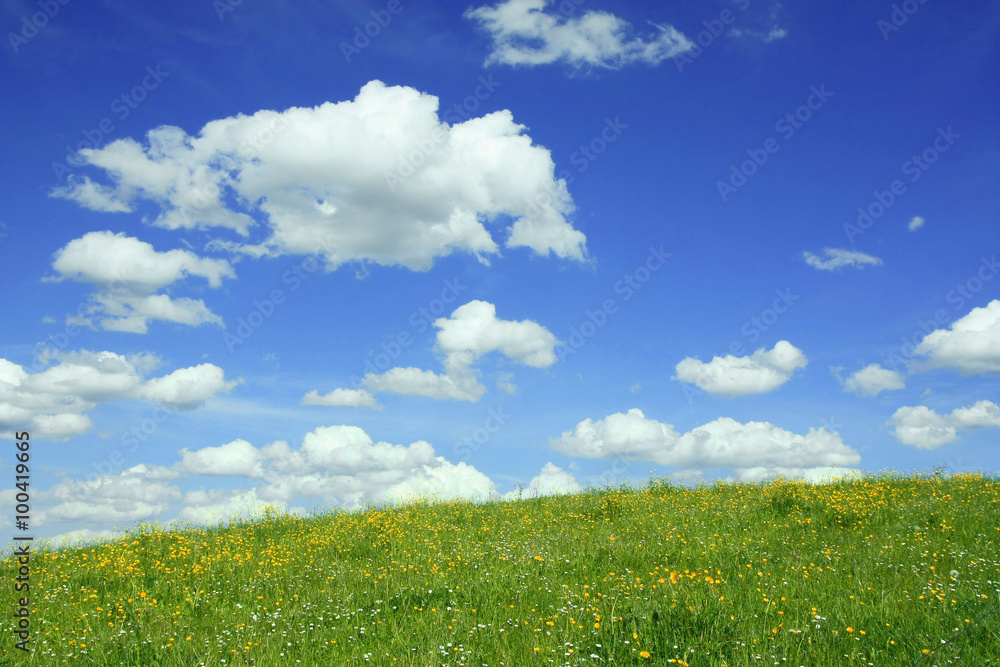 Butterblumenwiese und blauer Himmel mit Schönwetterwolken
