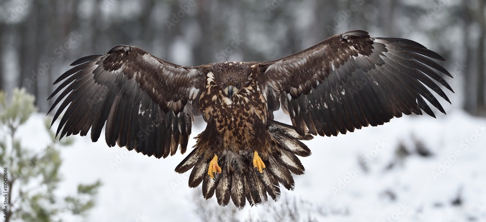 Fototapeta premium white-tailed eagle landing in winter