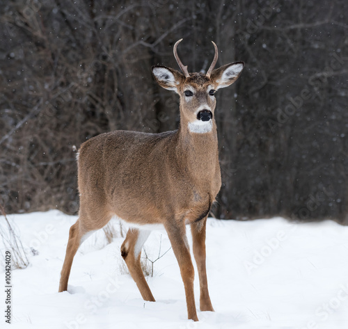 White-tailed Deer Buck in Winter