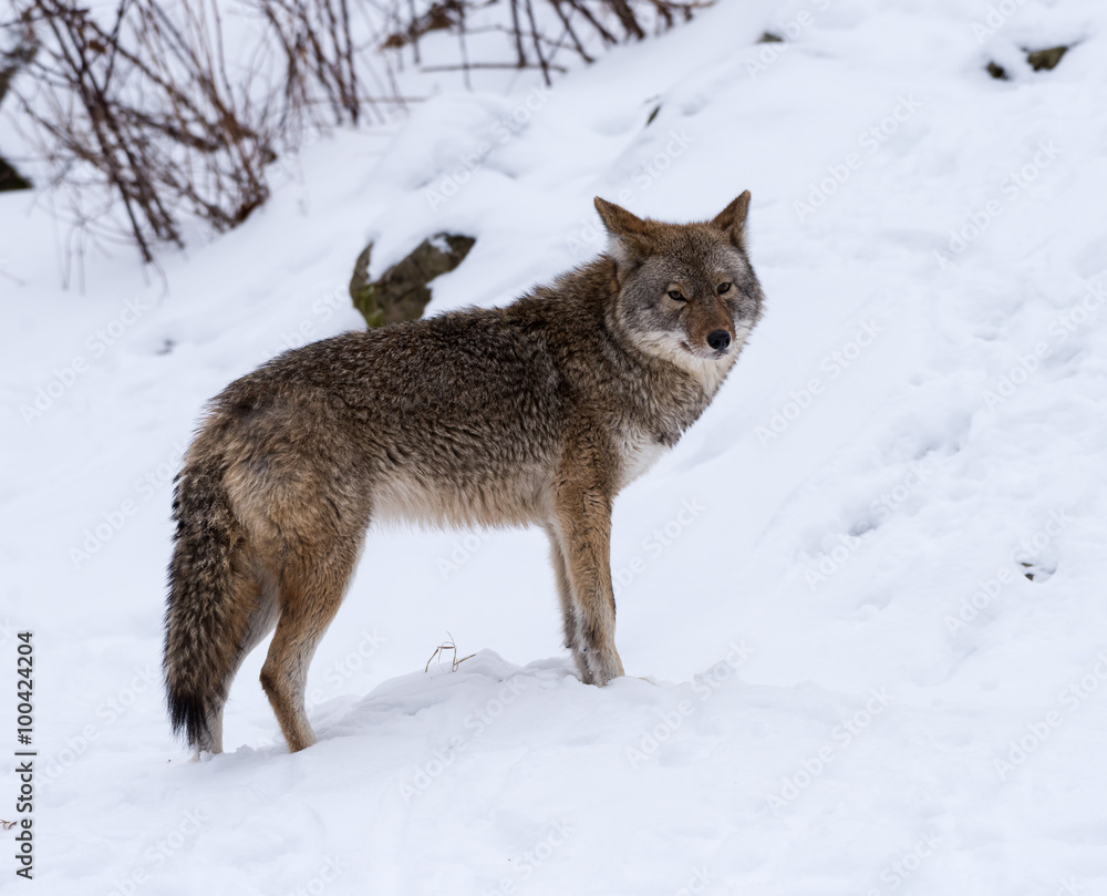Coyote standing on snow in winter, Portrait Coyote standing on snow in winter, Portrait