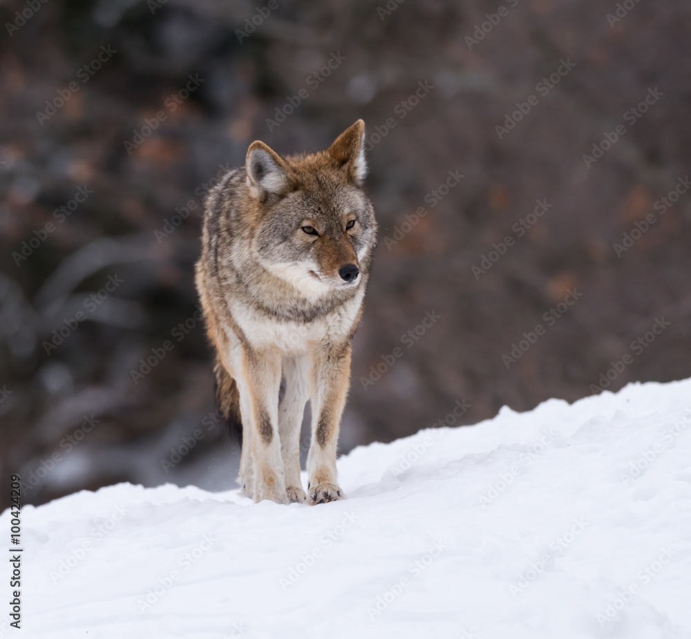 Coyote Standing on Snow in Winter, Portrait Coyote Standing on Snow in Winter, Portrait