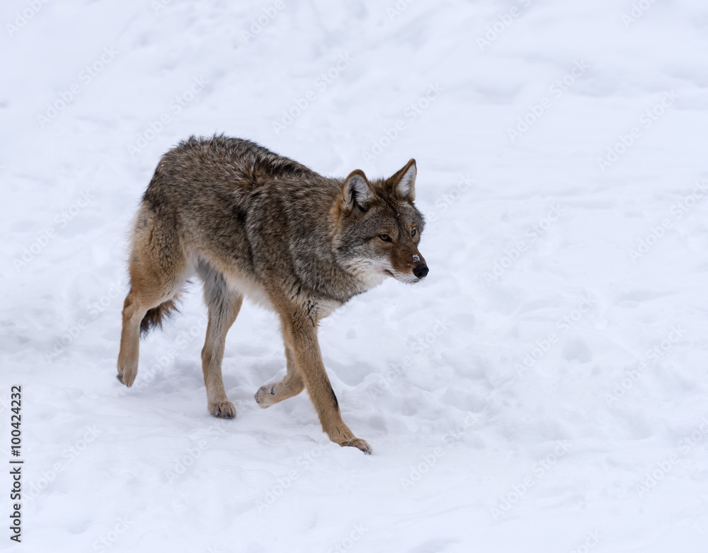 Coyote walking on snow in winter Coyote walking on snow in winter