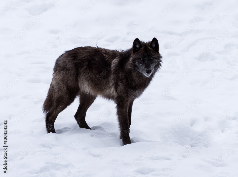 Naklejka premium Black Wolf in Winter