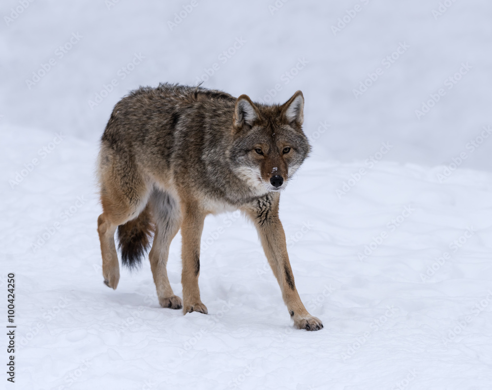 Grey or Gray Wolf Grey or Gray Wolf