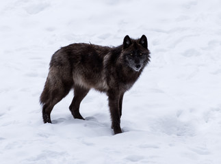 Wandcirkels Wolf Zwarte wolf in winterse sneeuw  © FotoRequest