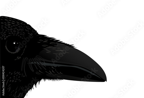Profile bird crow