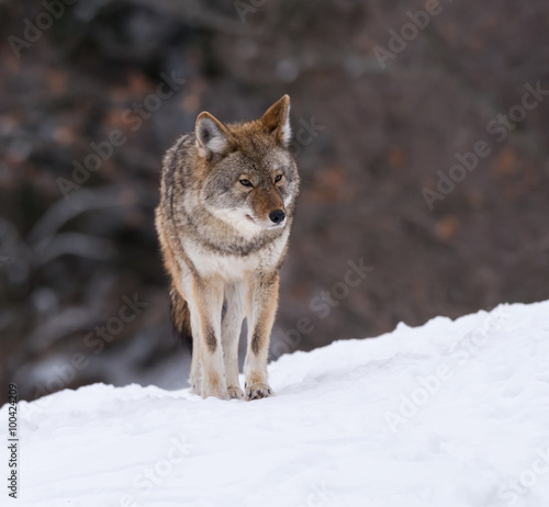 Coyote Standing on Snow in Winter, Portrait