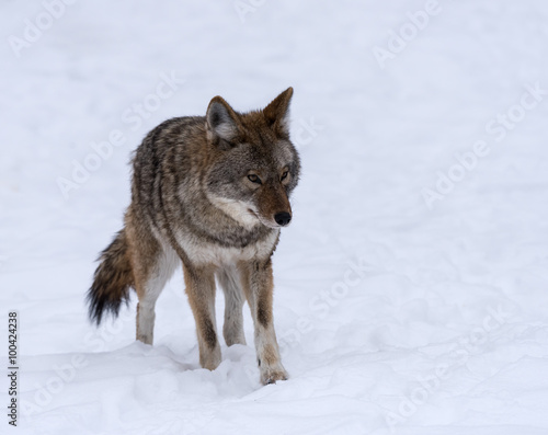 Grey or Gray Wolf © FotoRequest