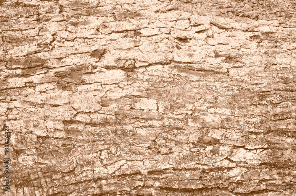corteccia di un albero di olivo, tono seppia, close up corteccia di un albero di olivo, tono seppia, close up