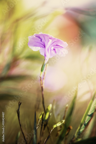 Purple Flower against concrete wall. Soft Focus and Vintage Tone © chokchaipoo