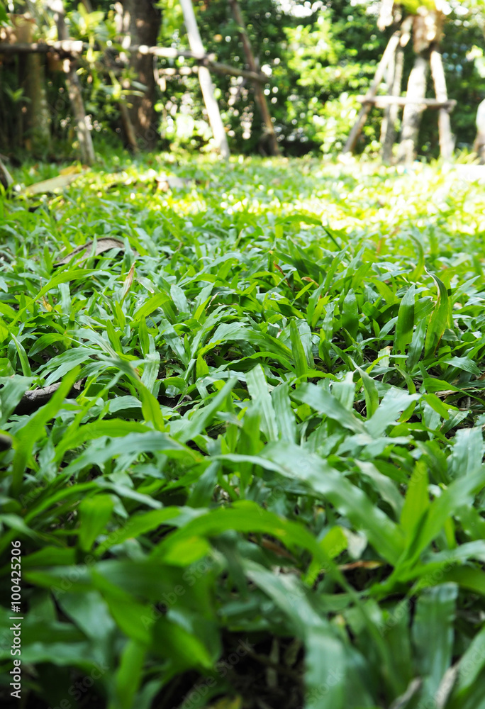 Fototapeta premium Green grass