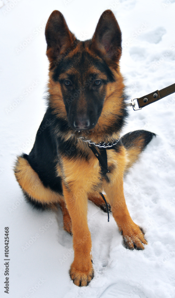 Naklejka premium German Shepherd